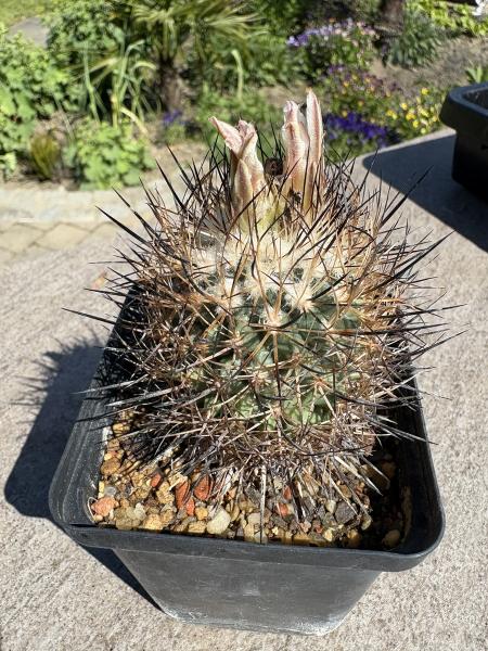 Gymnocactus beguinii ssp. paileanus